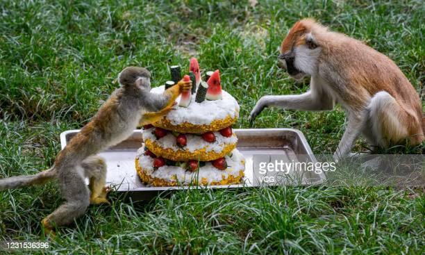 Cake Monkeys
