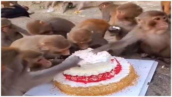 More Cake Monkeys